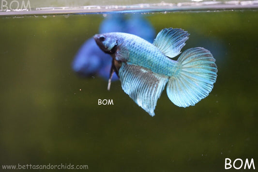 MALE BLUE MASKED FACE SERIES Plakat Betta Fish: Live HMPK BOM-A69