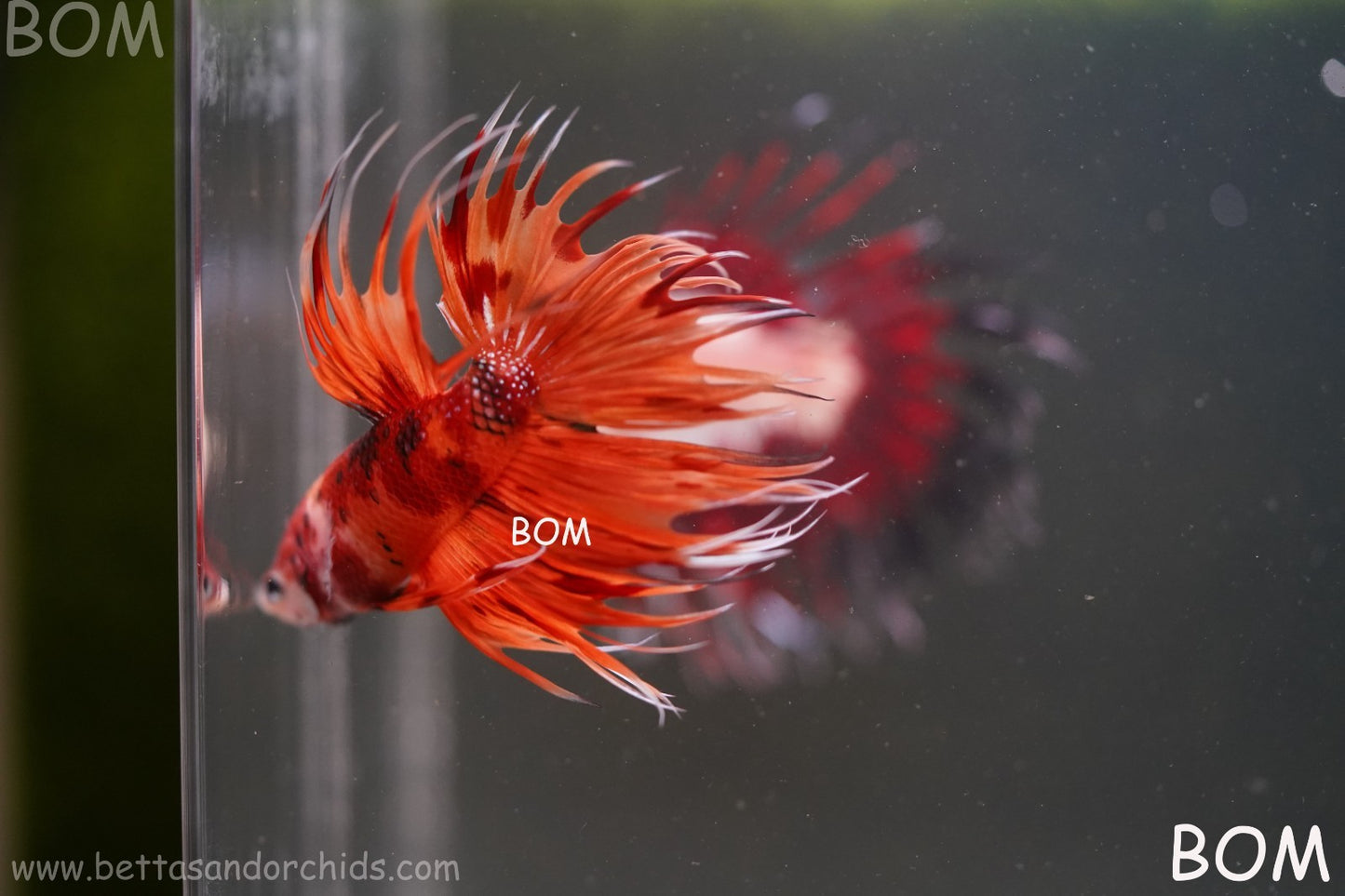 LIVE BETTA MALE CROWN REDS LEOPARDS :  Unique Fish | BOM-A299