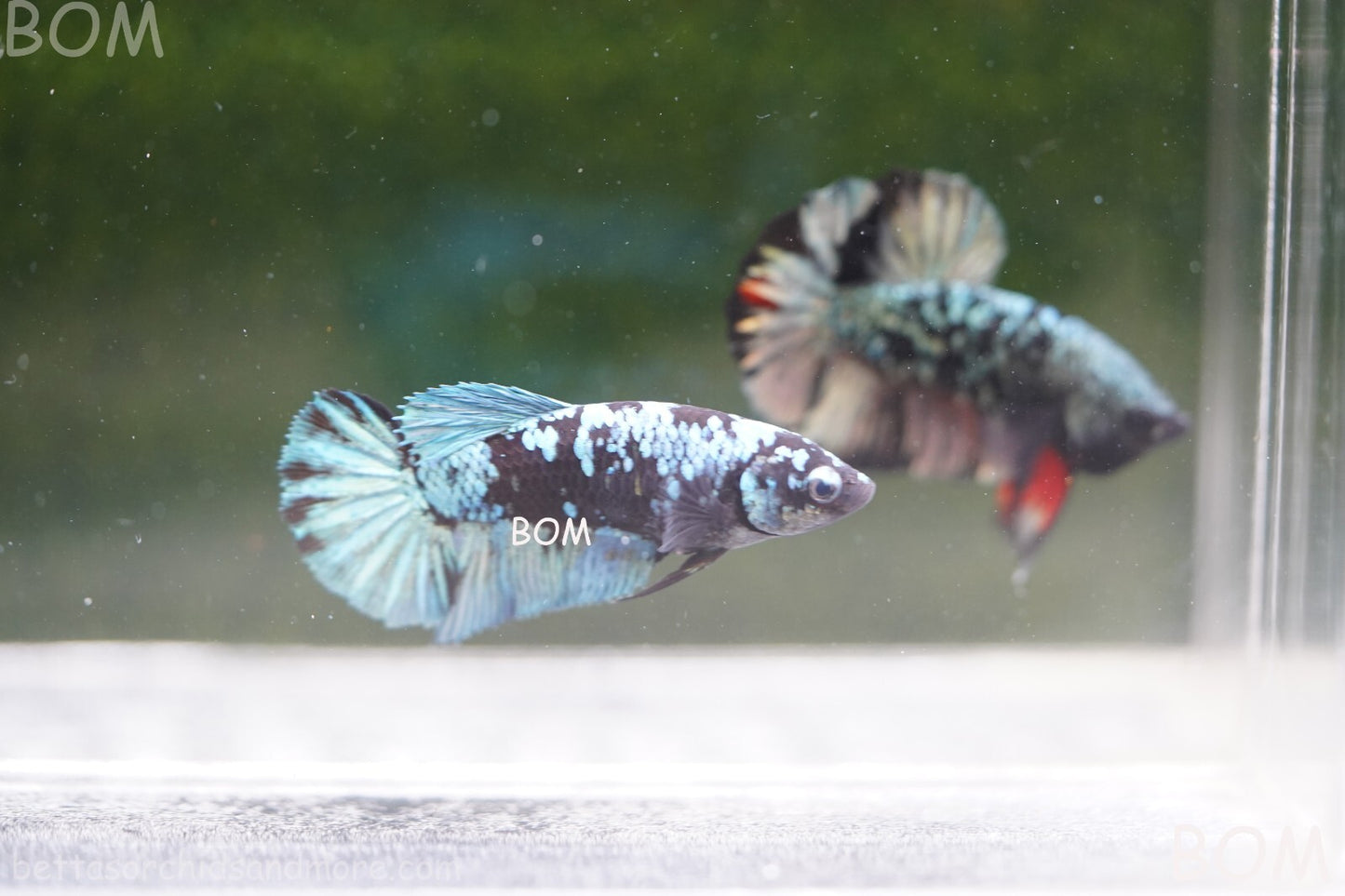 LIVE BETTA FEMALE HALFMOON BLUE AVATAR:  Unique Fish | BOM-A237