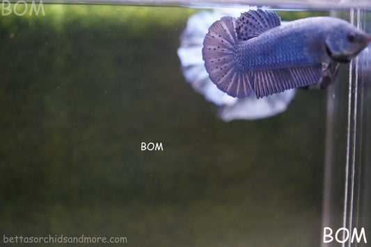 LIVE BETTA GIANT FEMALE BLUE SERIES | BOM-A308