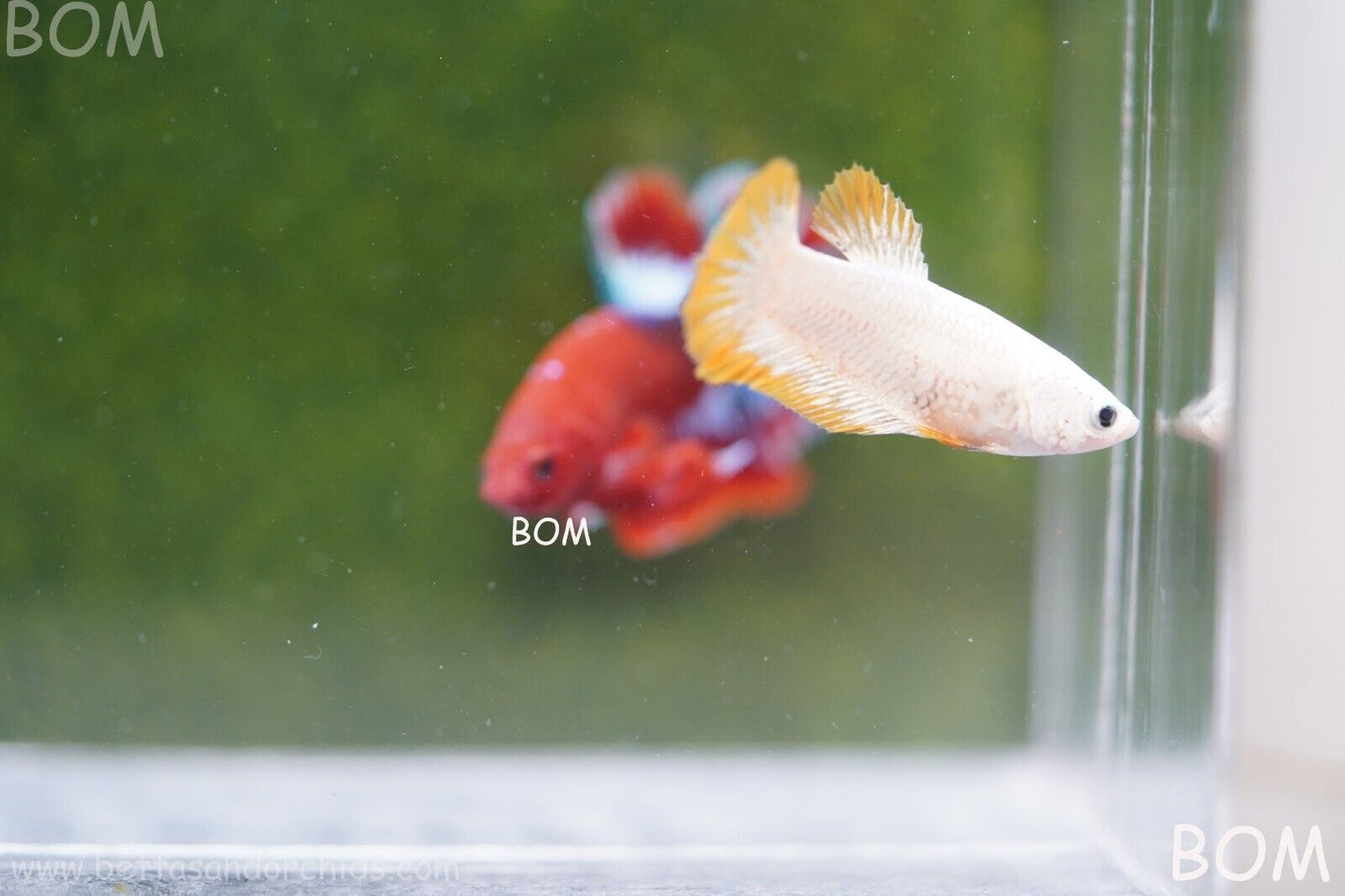 LIVE BETTA HMPK FEMALE YELLOW DRAGON | BOM879
