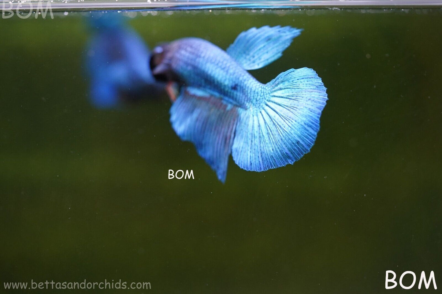 MALE BLUE LONG FIN SERIES Plakat Betta Fish: Live HMPK BOM-A70