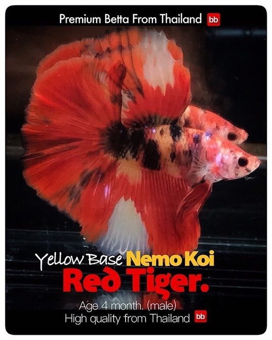 LIVE BETTA MALE NEMO KOI RED TIGER :  Unique Fish | BOM-A225