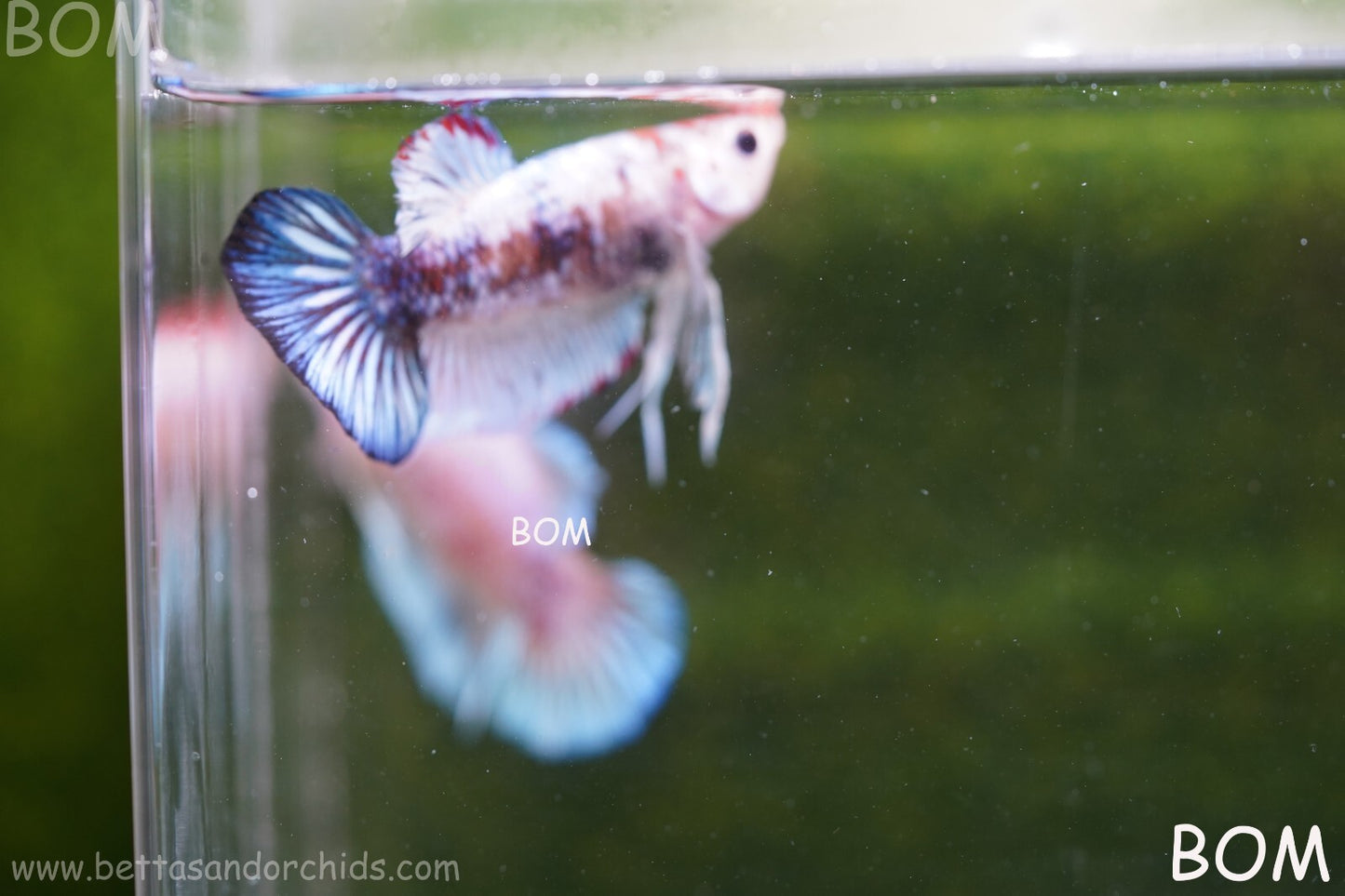 MALE BETTA HMPK MULTICOLOUR | BOM934