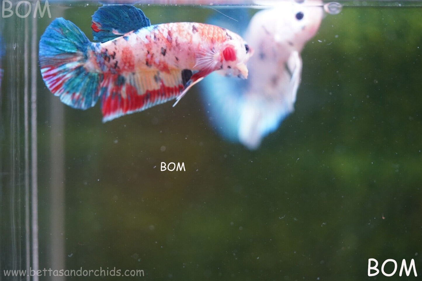 LIVE BETTTA BIG MALE MULTICOLOUR HMPK | BOM-A117