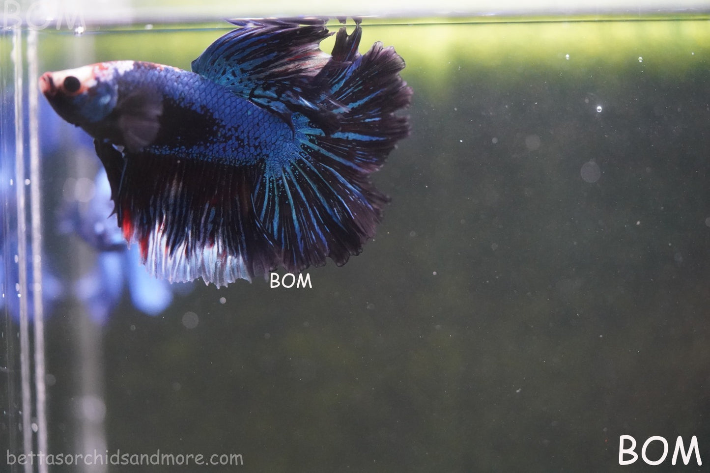 BETTA MALE LIVE HALF MOON TAIL MIDNIGHT BLUE  : Unique Fish | BOM-429