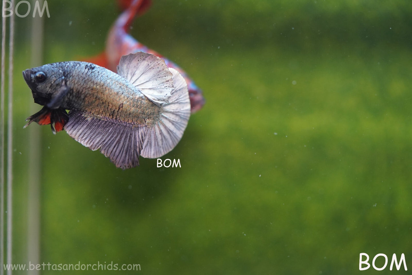 MALE COPPER SERIES HMPK Betta Fish: Live HMPK | BOM988