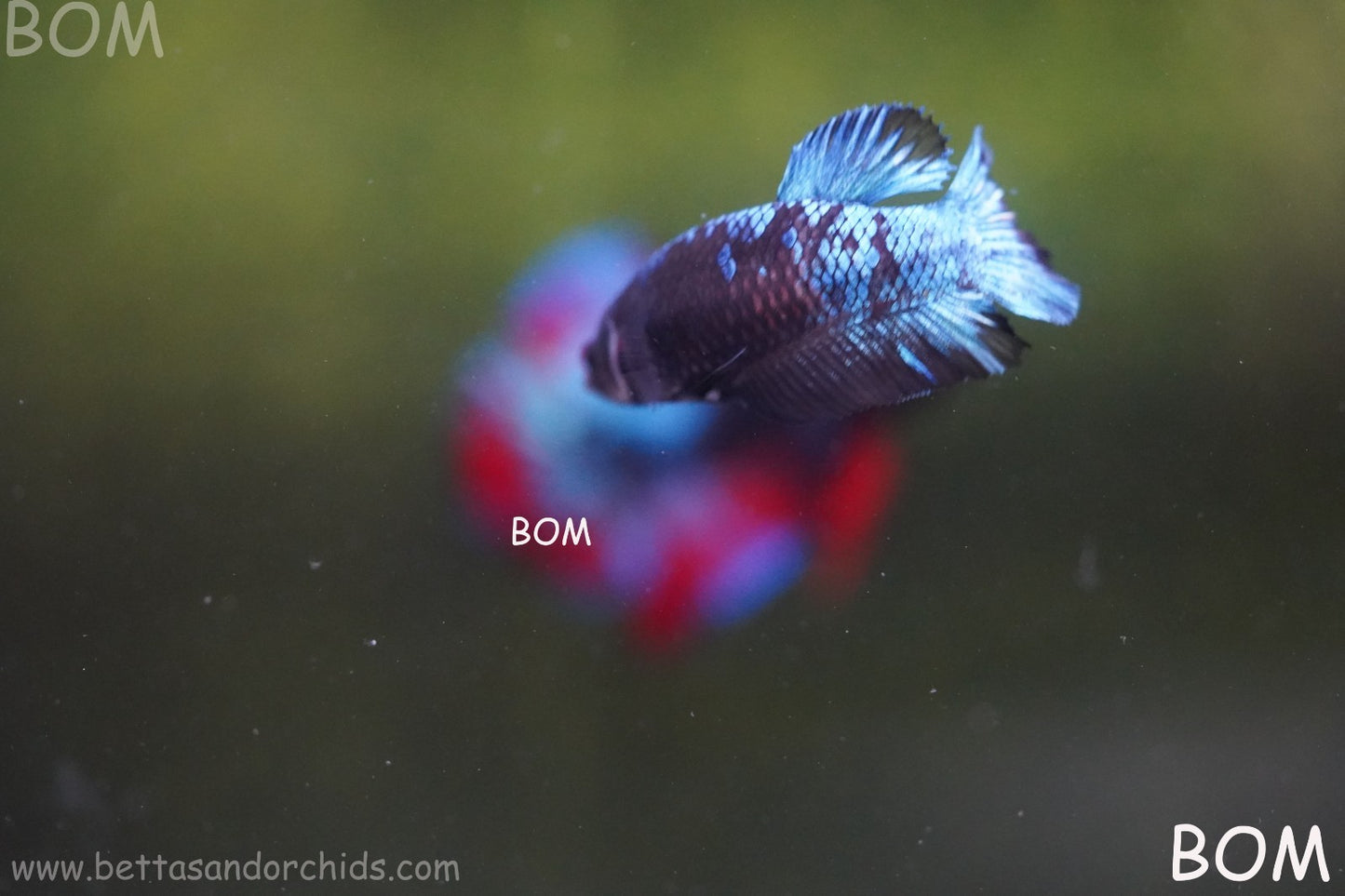 LIVE BETTA FEMALE HMPK GORDON GALAXY DUST | BOM-A504
