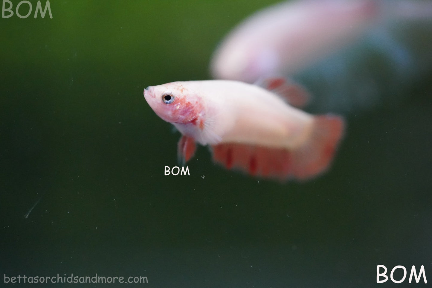LIVE BETTA FEMALE ARMAGGEDDOM | A VERY UNIQUE FISH  | BOM-A417