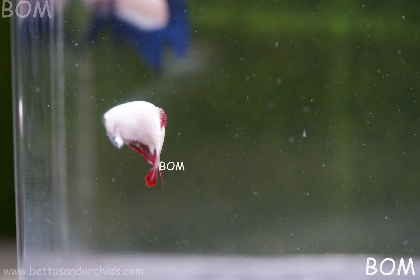 LIVE BETTA HMPK FEMALE RED DRAGON | BOM951