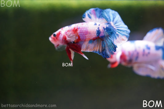 LIVE BETTTA MALE METALLIC MULTICOLOUR HMPK BEAUTIFUL COLOURS | BOM-A280