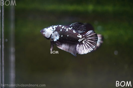 LIVE BETTA HMPK MALE BLACK MAMBA | BOM-A246