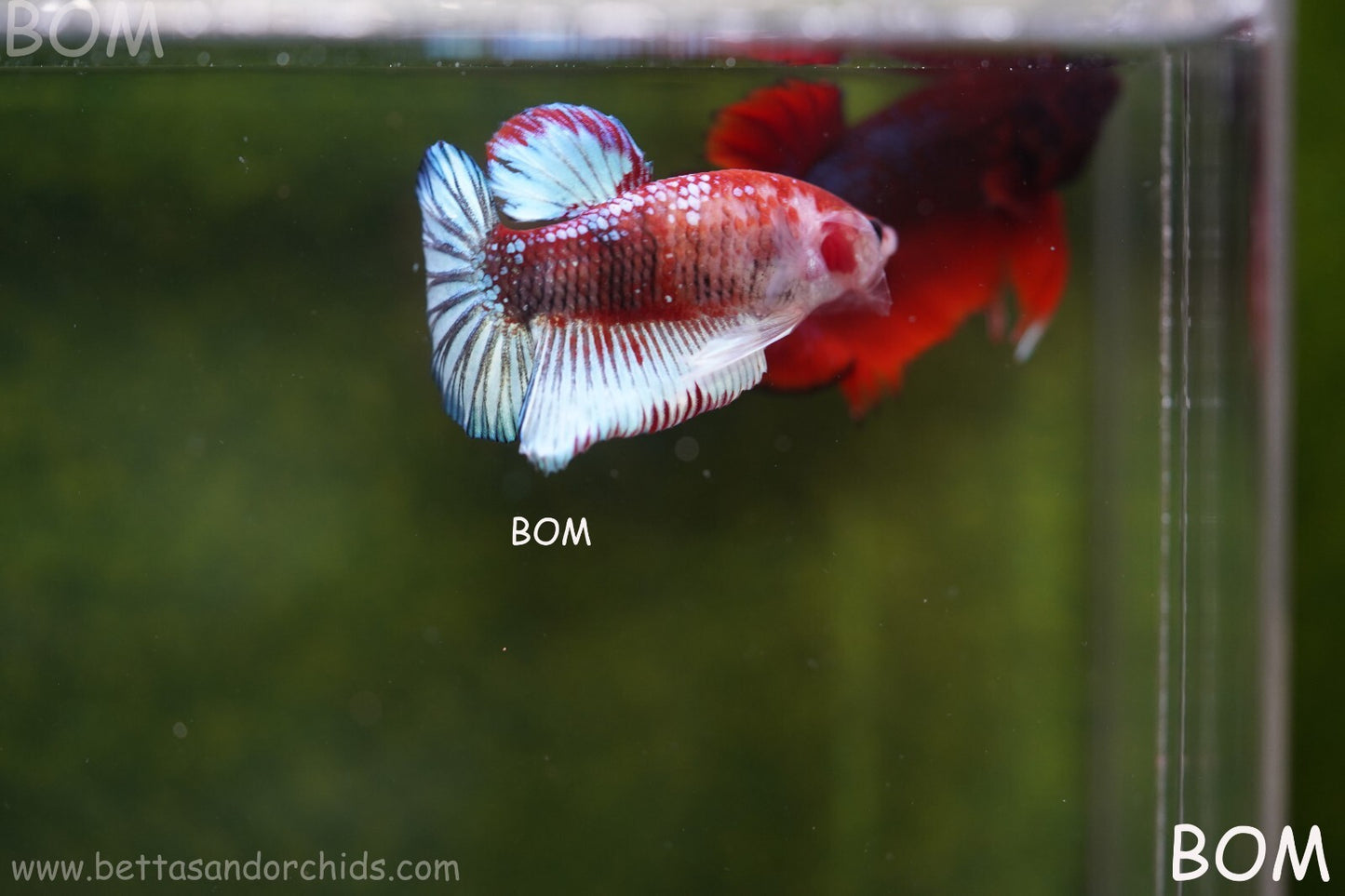 MALE BETTA PLAKAT JUNIOR MULTICOLOUR | BOM845