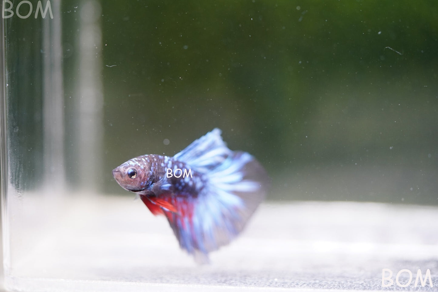 LIVE BETTA MALE HALFMOON BLUE AVATAR:  Unique Fish | BOM-A236