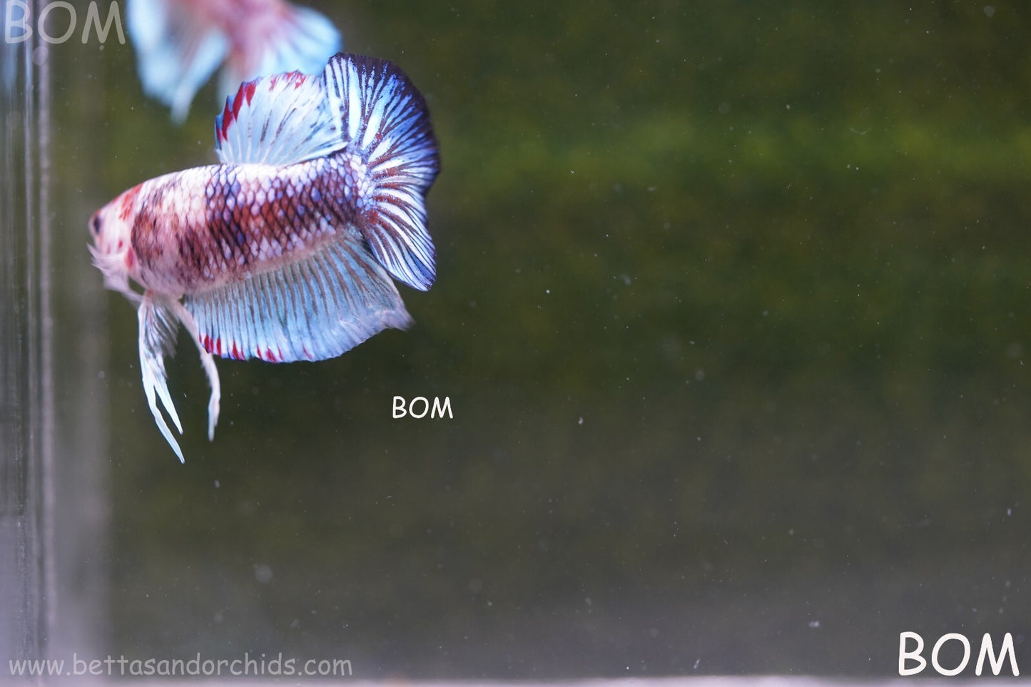 MALE BETTA HMPK MULTICOLOUR | BOM934