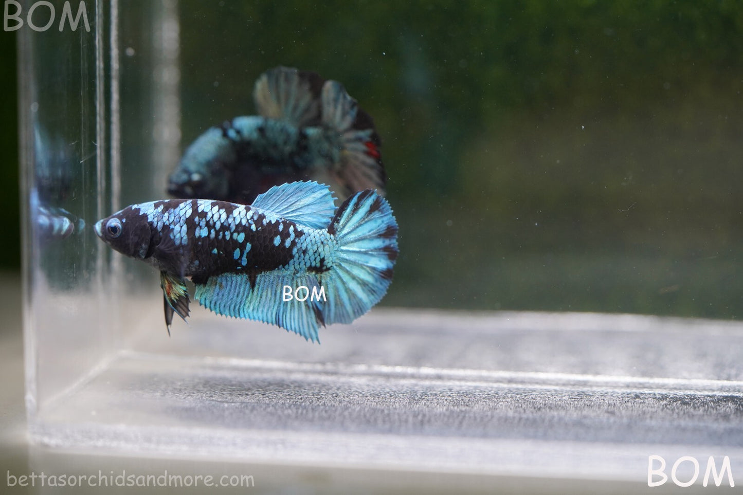 LIVE BETTA FEMALE HALFMOON BLUE AVATAR:  Unique Fish | BOM-A237