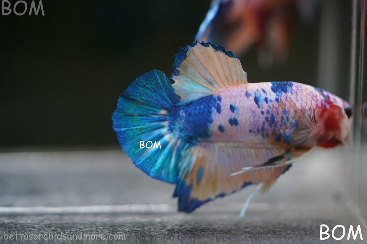 LIVE BETTTA MALE METALLIC MULTICOLOUR HMPK BEAUTIFUL COLOURS | BOM-A281