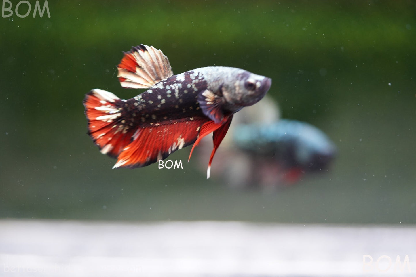 LIVE BETTA MALE AVATAR NEBULA:  Unique Fish | BOM-A234