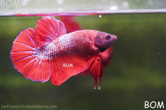 LIVE BETTA HMPK MALE FANCY RED | BOM-R04