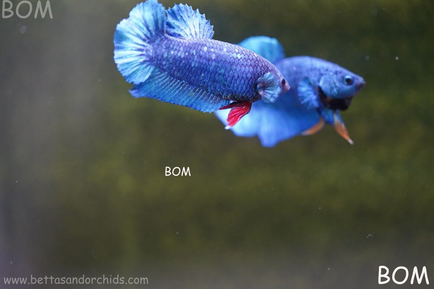MALE GREEN ARMOUR SERIES Plakat Betta Fish: Live HMPK RED TIE BOM-A64