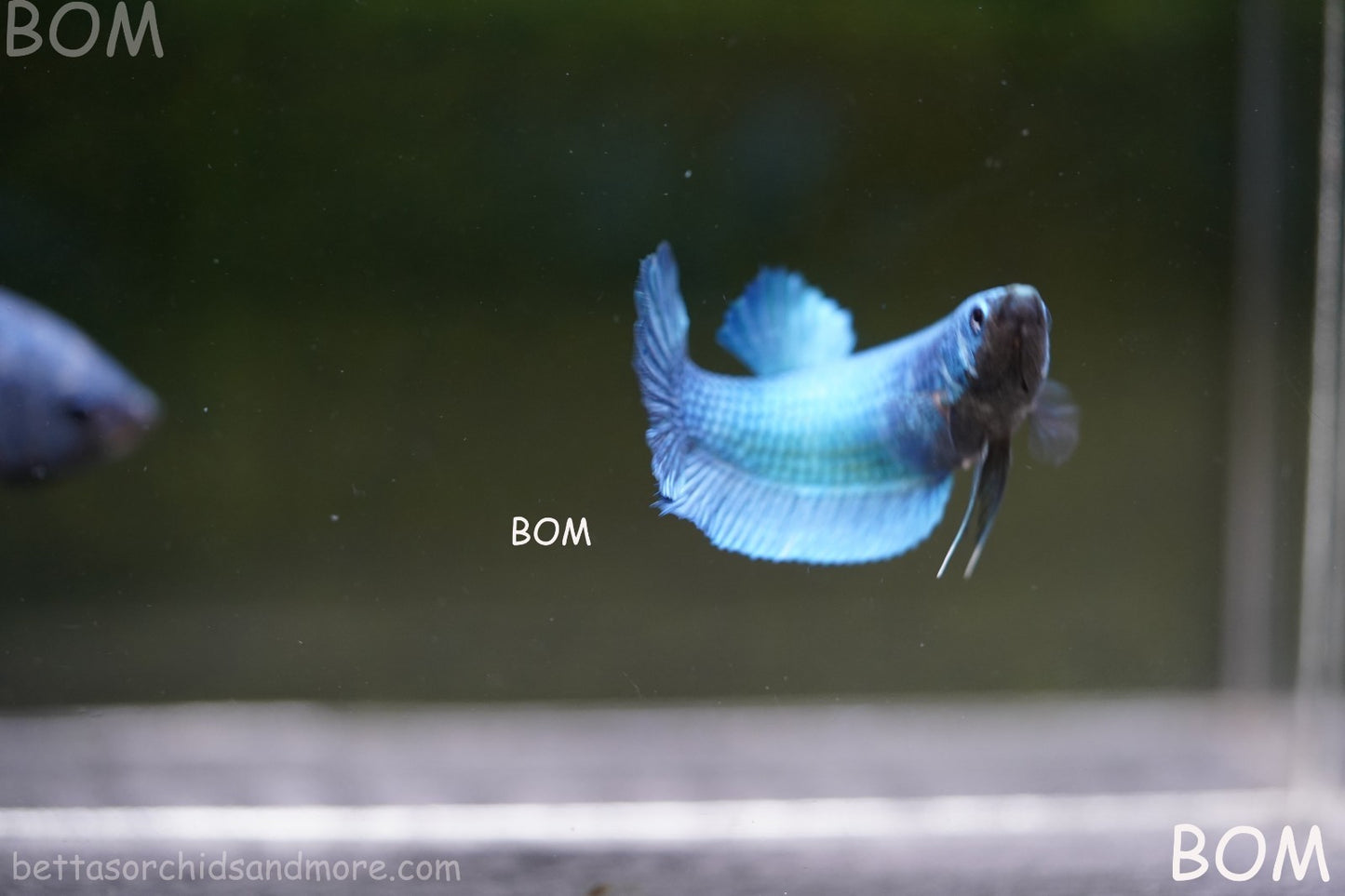 LIVE BETTA GIANT FEMALE BLUE SERIES | BOM-A310