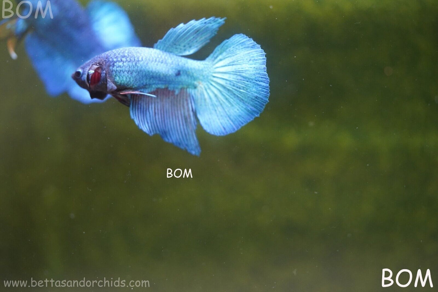 MALE BLUE LONG FIN SERIES Plakat Betta Fish: Live HMPK BOM-A70
