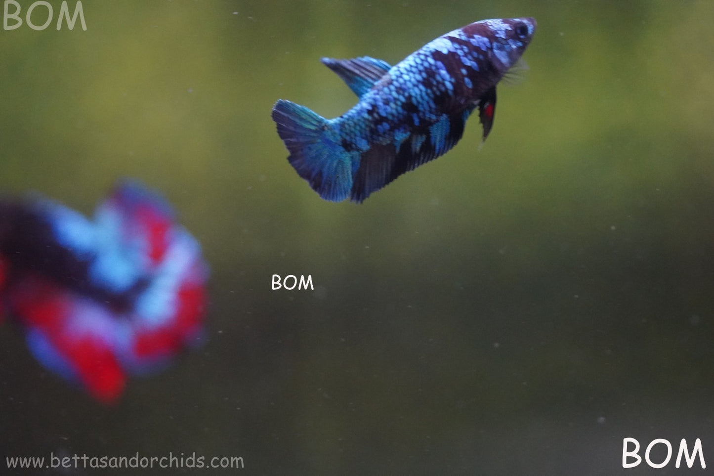 LIVE BETTA FEMALE HMPK GORDON GALAXY DUST | BOM-A503