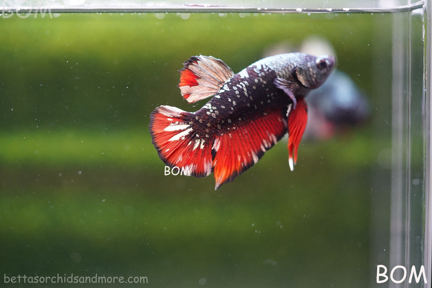 LIVE BETTA MALE AVATAR NEBULA:  Unique Fish | BOM-A234