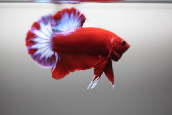 Bettas Orchids and More