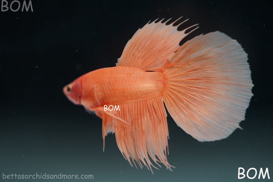 LIVE BETTA MALE PEACH ORANGE HALFMOON COMBTAIL | BOM-B389