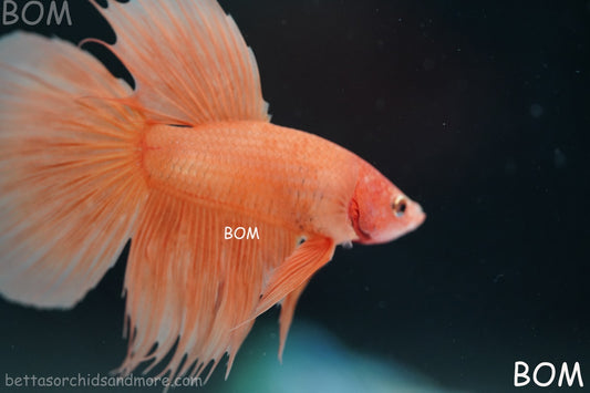 LIVE BETTA MALE PEACH ORANGE HALFMOON COMBTAIL | BOM-B389