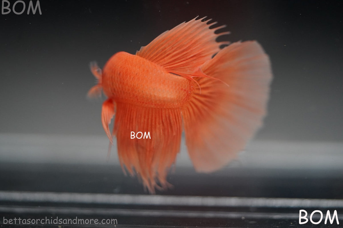 LIVE BETTA MALE PEACH ORANGE HALFMOON COMBTAIL | BOM-B389