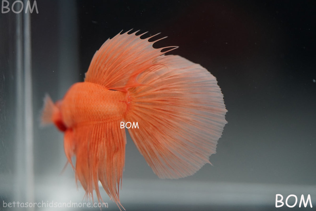 LIVE BETTA MALE PEACH ORANGE HALFMOON COMBTAIL | BOM-B389