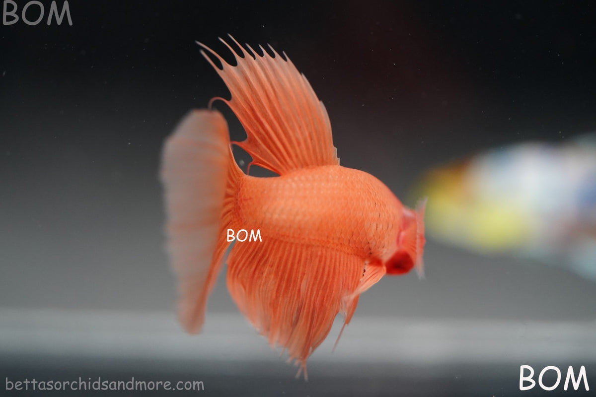 LIVE BETTA MALE PEACH ORANGE HALFMOON COMBTAIL | BOM-B389