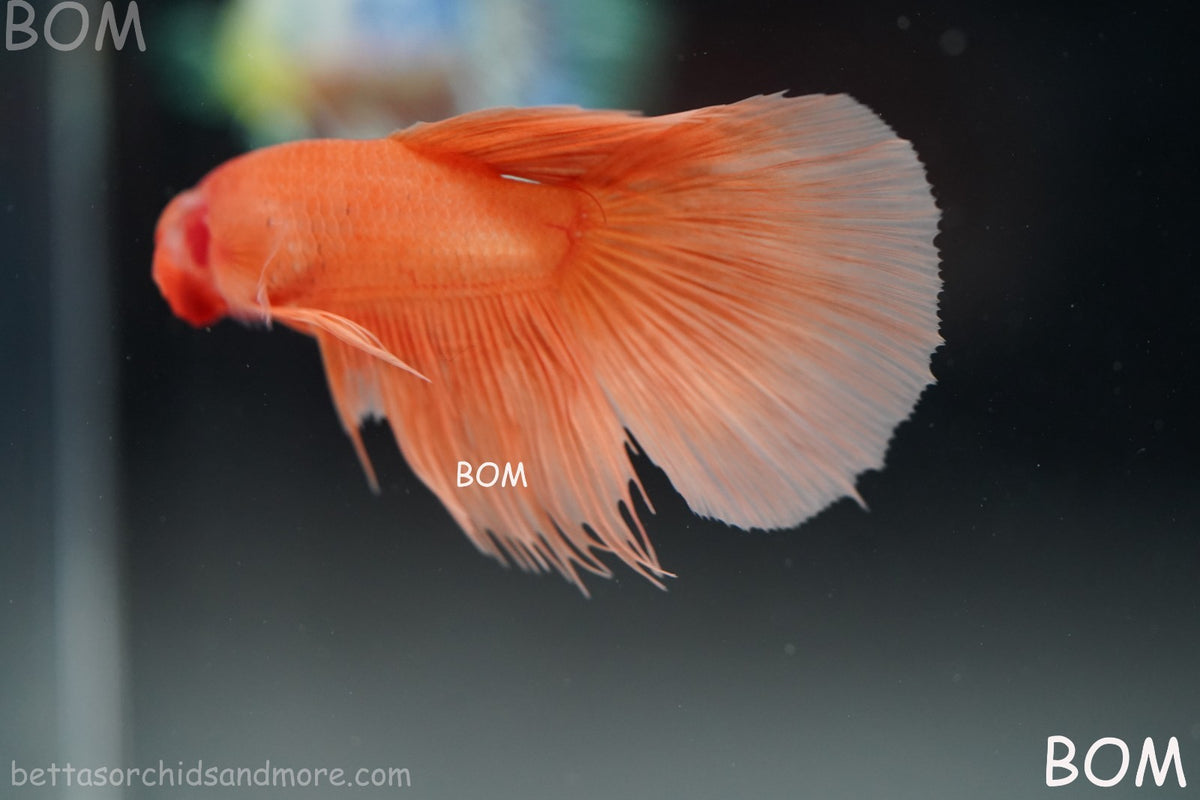 LIVE BETTA MALE PEACH ORANGE HALFMOON COMBTAIL | BOM-B389