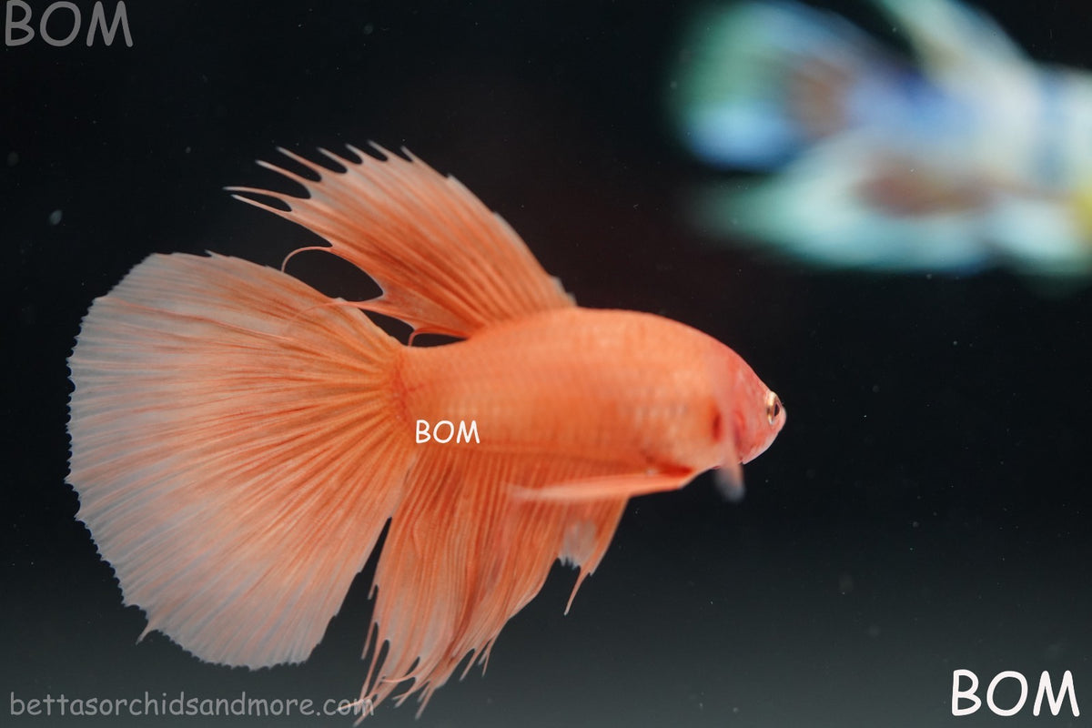 LIVE BETTA MALE PEACH ORANGE HALFMOON COMBTAIL | BOM-B389