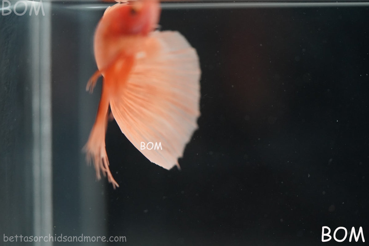 LIVE BETTA MALE PEACH ORANGE HALFMOON COMBTAIL | BOM-B389