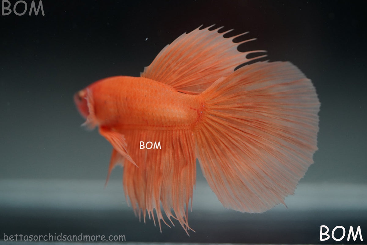 LIVE BETTA MALE PEACH ORANGE HALFMOON COMBTAIL | BOM-B389