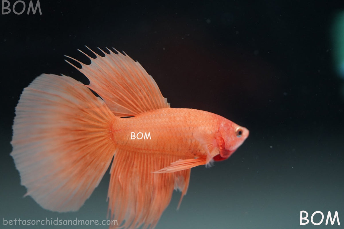 LIVE BETTA MALE PEACH ORANGE HALFMOON COMBTAIL | BOM-B389