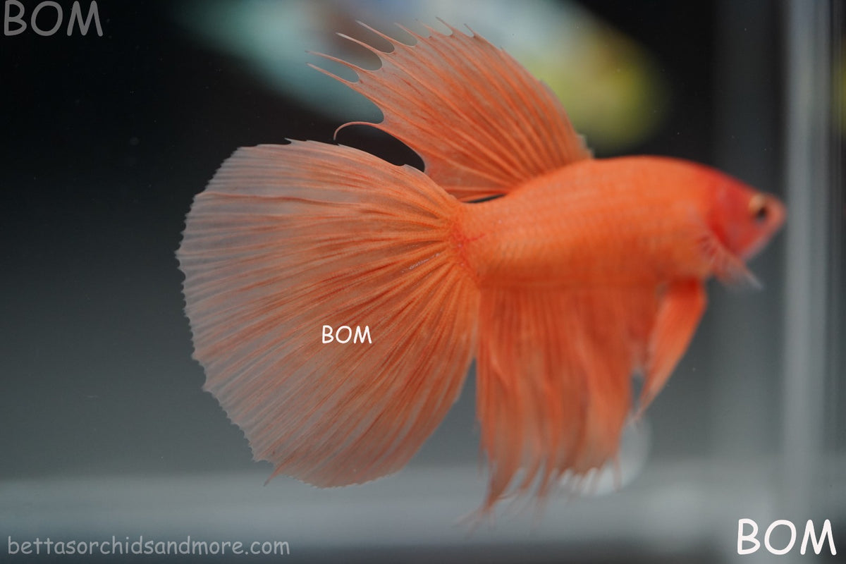 LIVE BETTA MALE PEACH ORANGE HALFMOON COMBTAIL | BOM-B389
