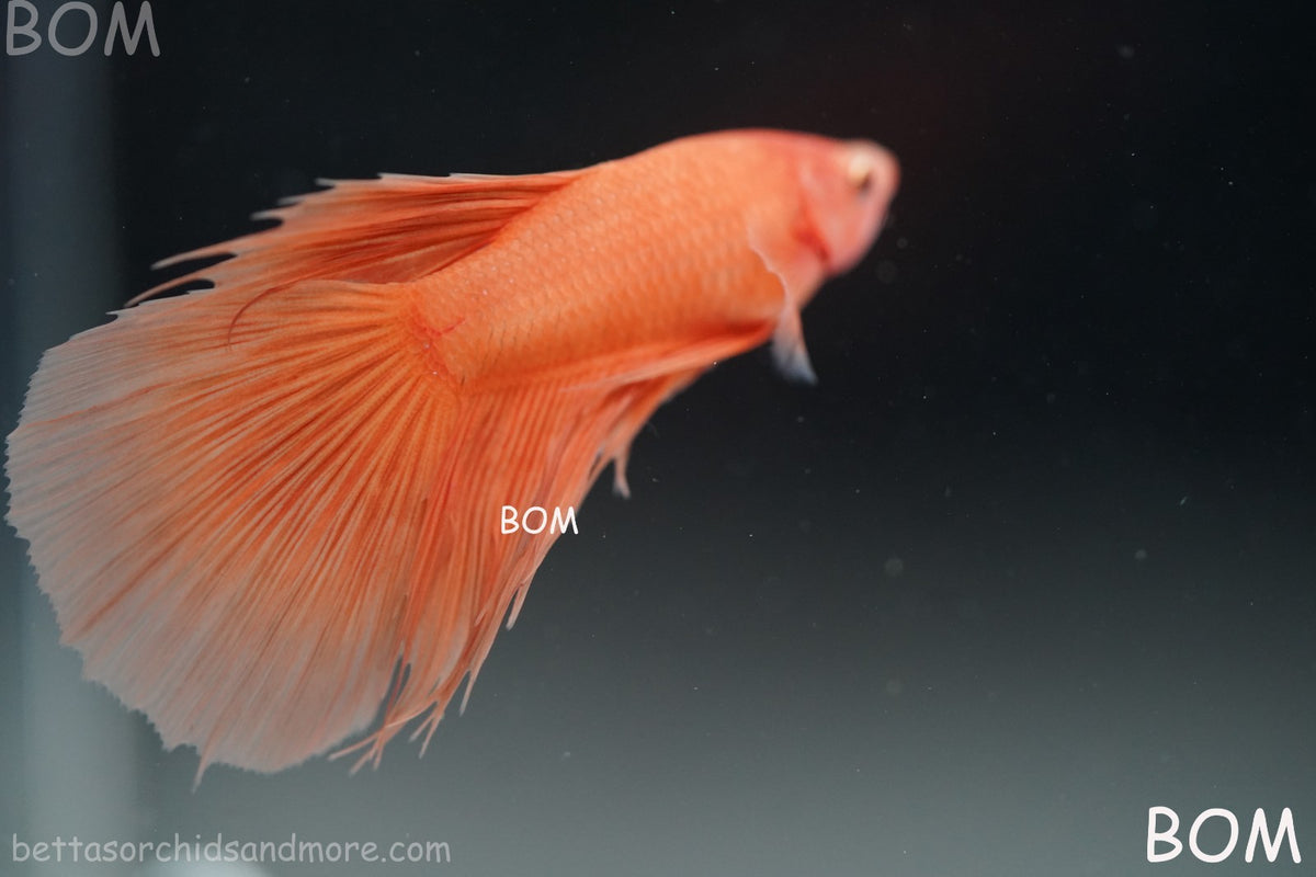 LIVE BETTA MALE PEACH ORANGE HALFMOON COMBTAIL | BOM-B389