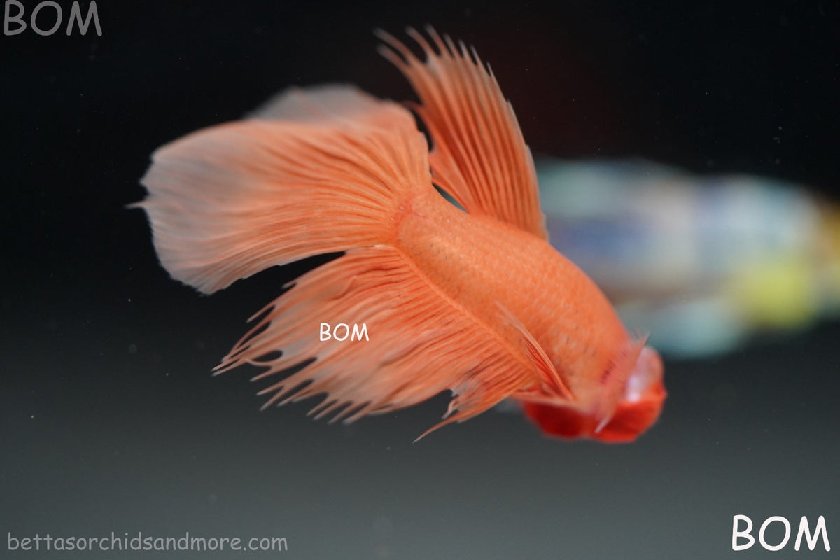 LIVE BETTA MALE PEACH ORANGE HALFMOON COMBTAIL | BOM-B389