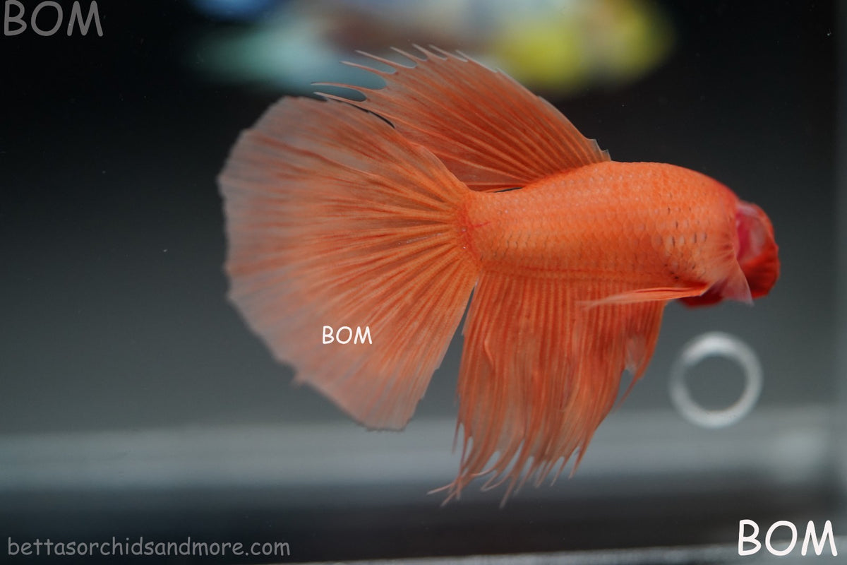 LIVE BETTA MALE PEACH ORANGE HALFMOON COMBTAIL | BOM-B389