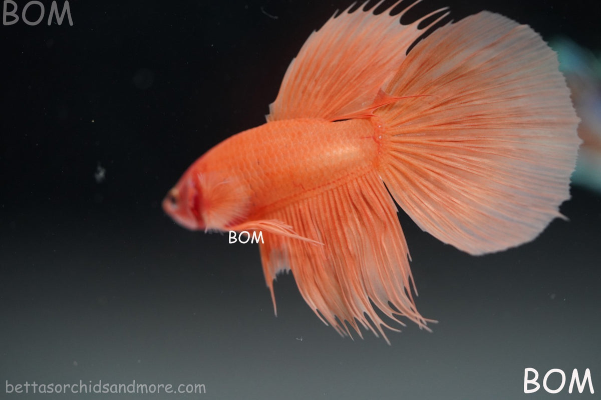LIVE BETTA MALE PEACH ORANGE HALFMOON COMBTAIL | BOM-B389
