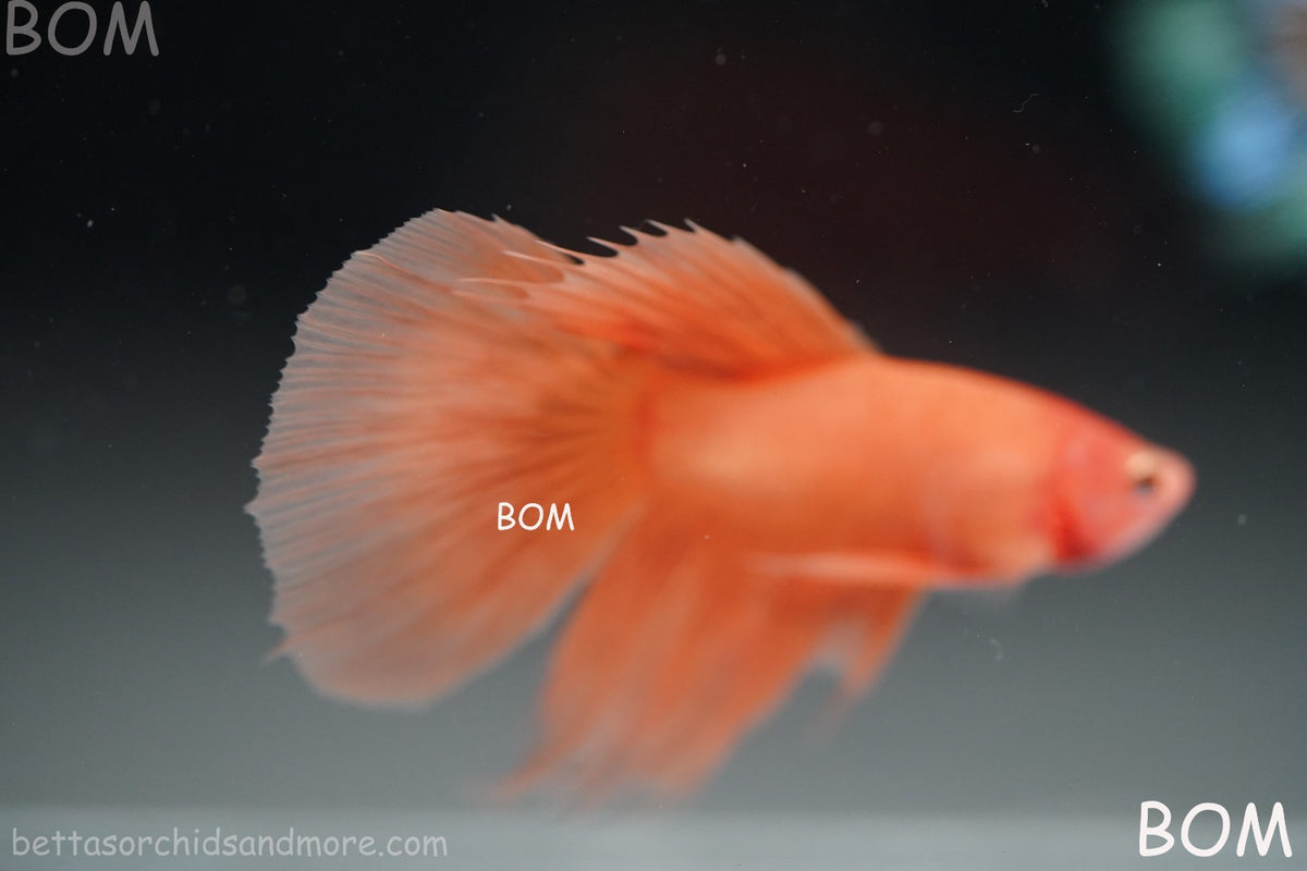 LIVE BETTA MALE PEACH ORANGE HALFMOON COMBTAIL | BOM-B389