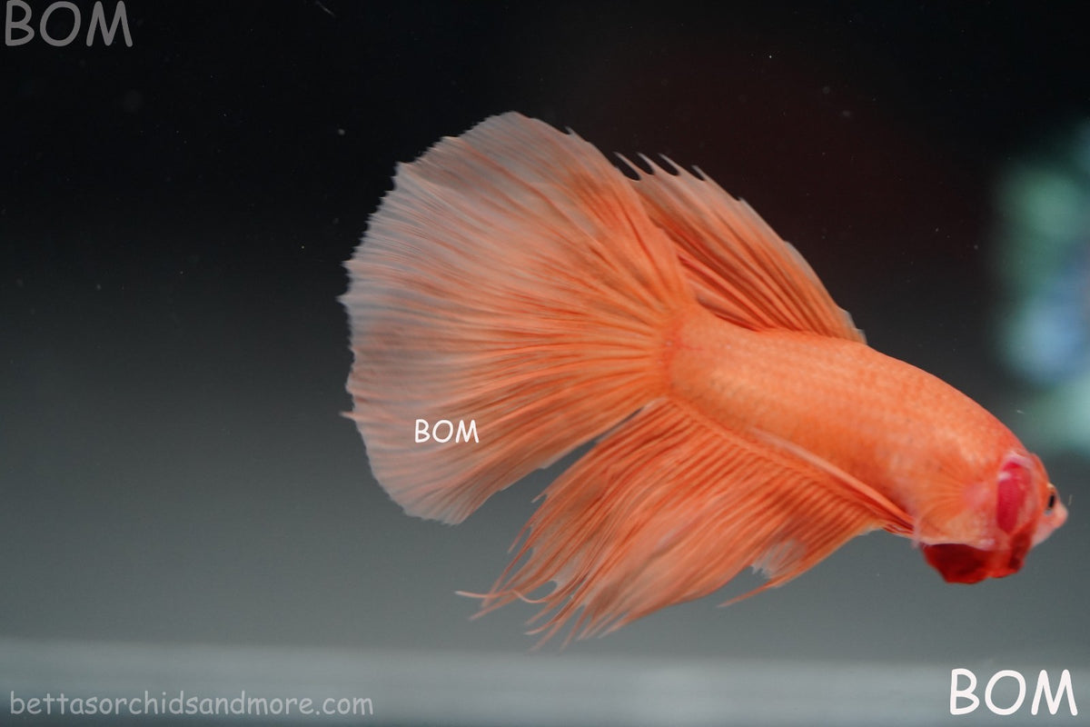 LIVE BETTA MALE PEACH ORANGE HALFMOON COMBTAIL | BOM-B389