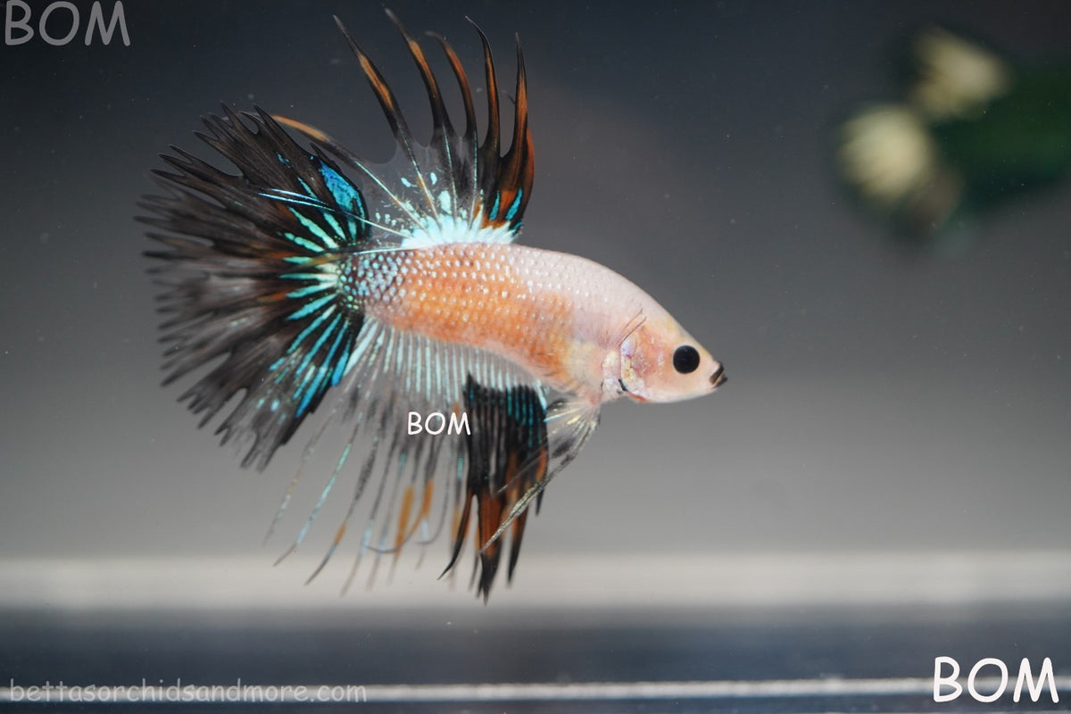 ULTRA RARE I BETTA MALE CROWN TAIL FANCY AOC | BOM-B298