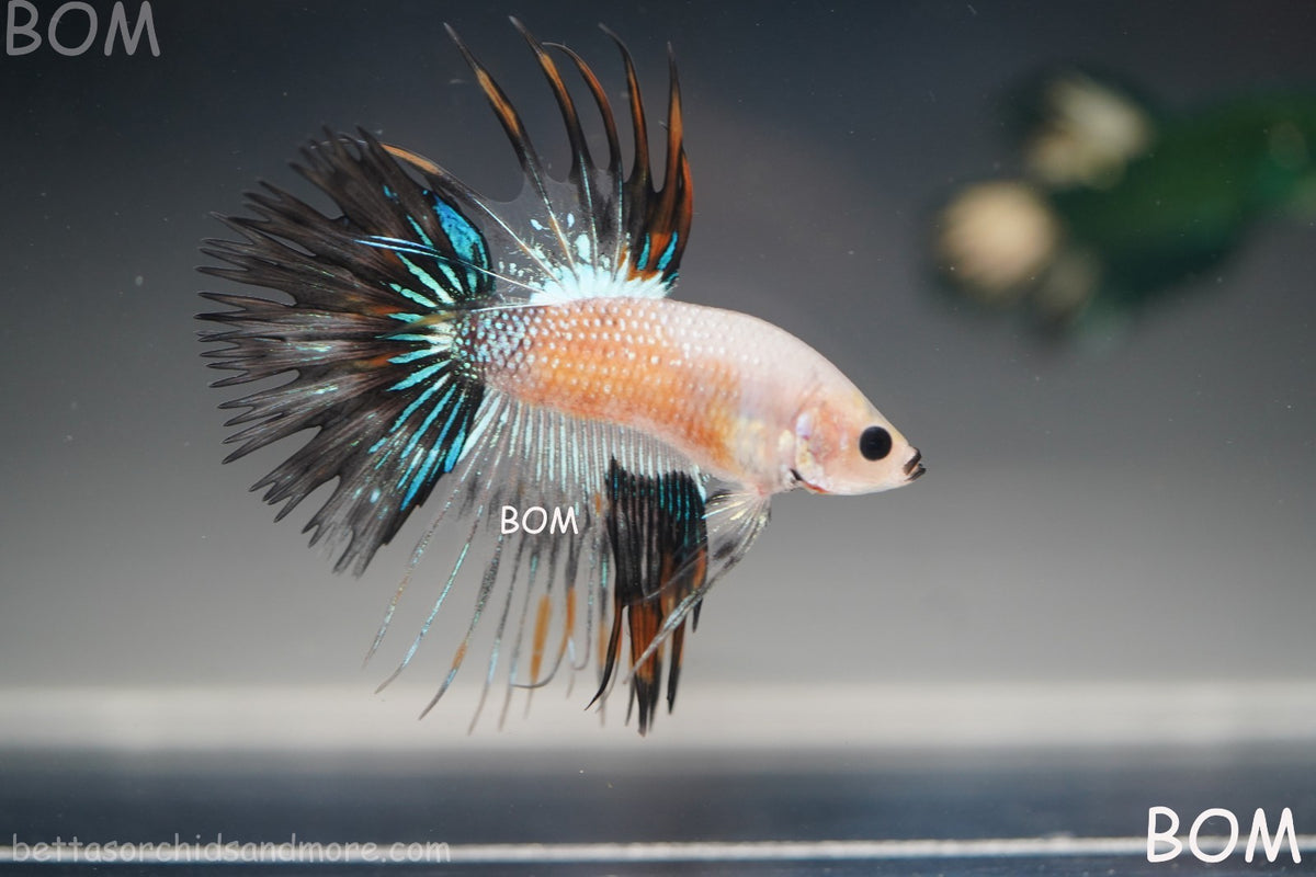 ULTRA RARE I BETTA MALE CROWN TAIL FANCY AOC | BOM-B298