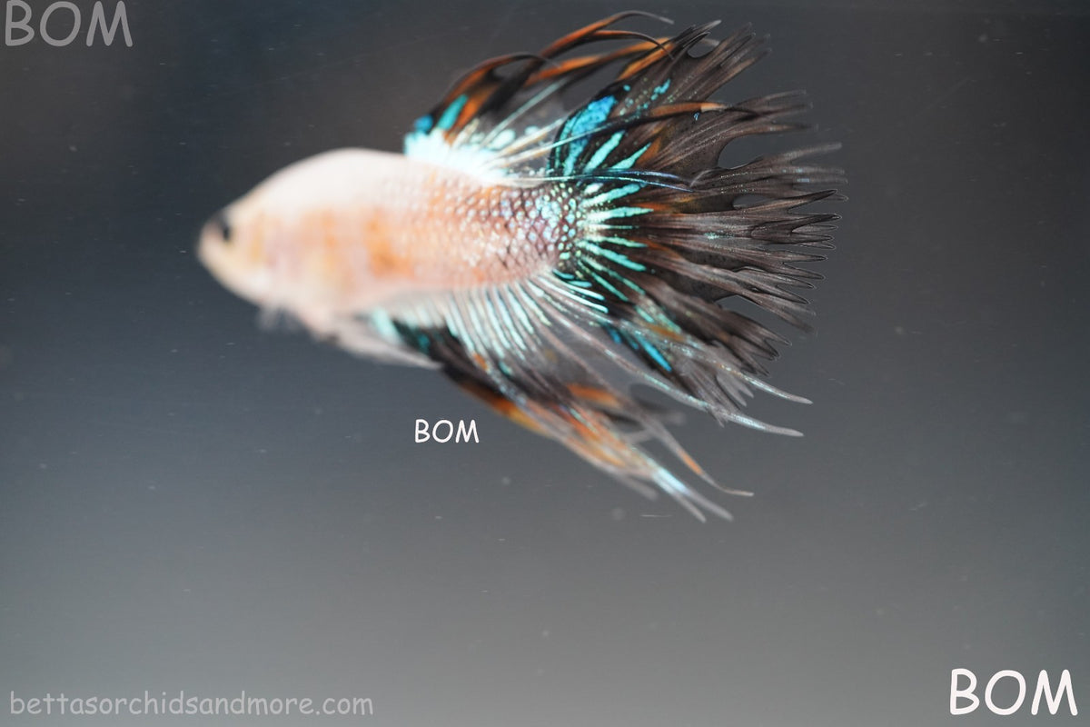 ULTRA RARE I BETTA MALE CROWN TAIL FANCY AOC | BOM-B298