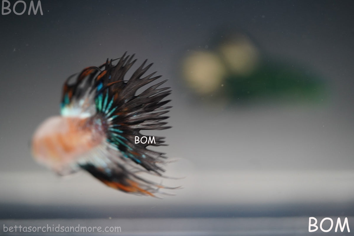 ULTRA RARE I BETTA MALE CROWN TAIL FANCY AOC | BOM-B298